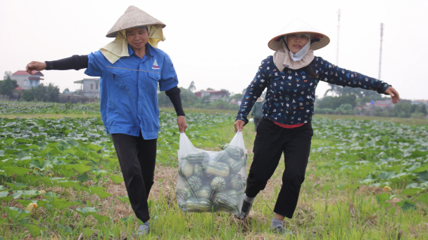 Rủng rỉnh tiền nhờ trồng bí vụ đông