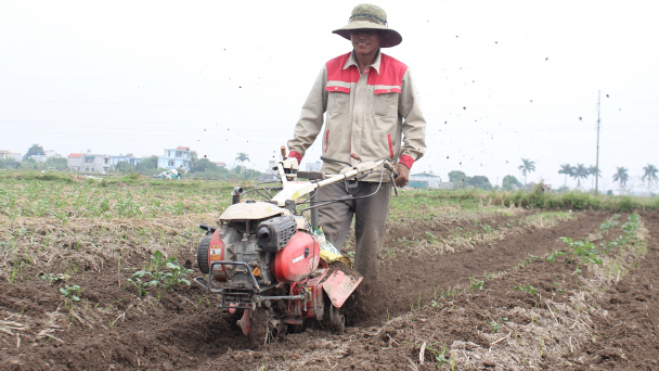Trồng 3 giống khoai tây trên cùng diện tích, sản phẩm luôn bán được giá cao