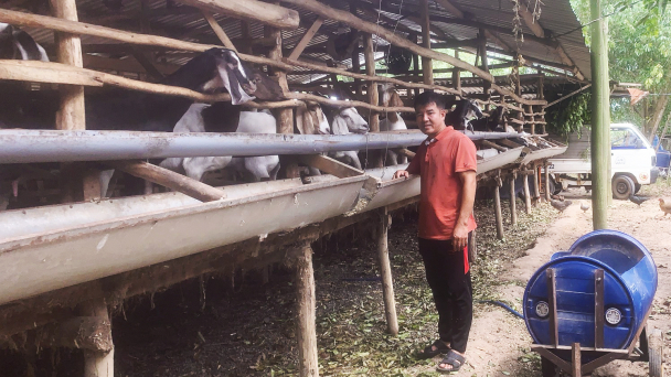 Nuôi dê nhốt chuồng trong vườn tiêu, thu tiền tỷ