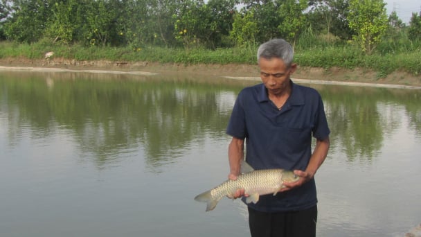 Thắng lớn nhờ né 'bão giá' thức ăn, chuyển sang nuôi cá trắm cỏ