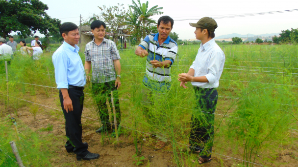 Sản xuất măng tây xanh theo hướng hữu cơ, mục tiêu xuất khẩu