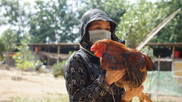 Nuôi gà lông màu không còn dễ