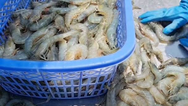 Việt Nam là nguồn cung cấp thủy sản hàng đầu cho Mỹ