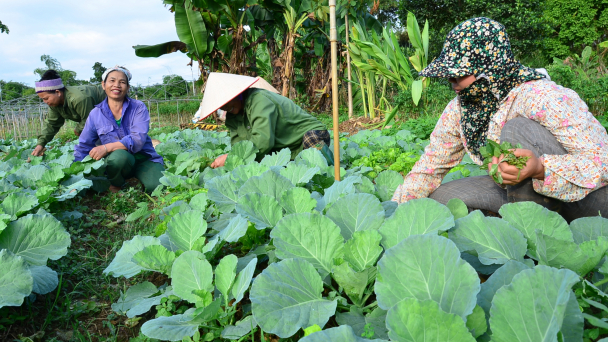 Những người còn trụ lại với nông nghiệp hữu cơ thực sự là những 'chiến binh'