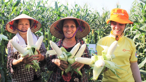 Ngô nếp lai Fancy 39: Mềm, dẻo, ngọt, thơm