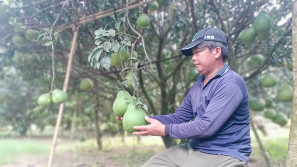 Mãn nhãn vườn bưởi sử dụng chế phẩm IMO