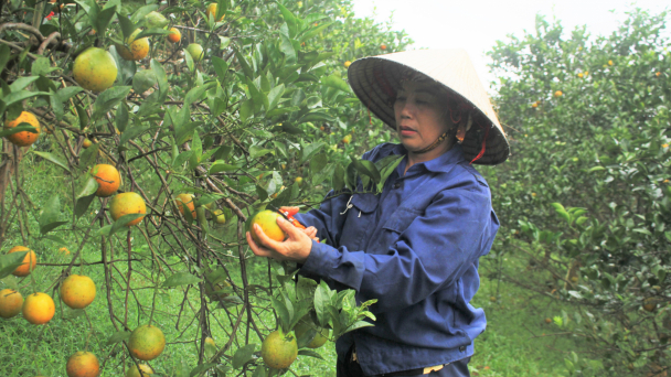 'Thay áo mới' cho vựa cam Cao Phong