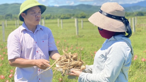 Triển vọng cây dược liệu ở ‘chảo lửa’ Hương Khê