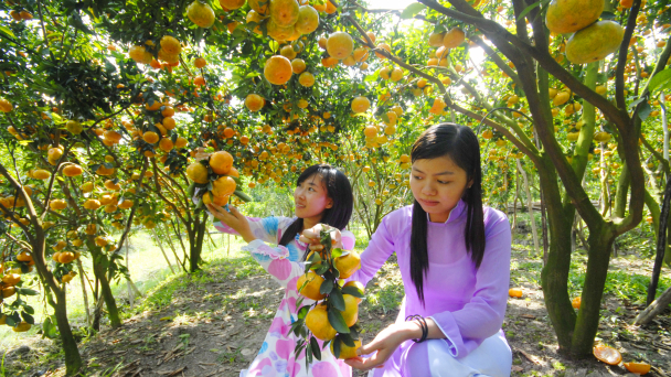 'Vương quốc' quýt hồng Lai Vung rực rỡ chờ Tết