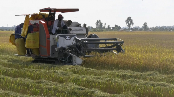 Lúa thu đông dễ bán, giá 6.000 - 7.700 đồng/kg