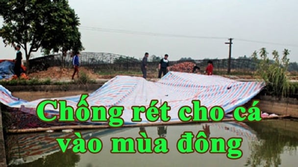 Chú ý phòng chống rét, dịch bệnh cho thủy sản