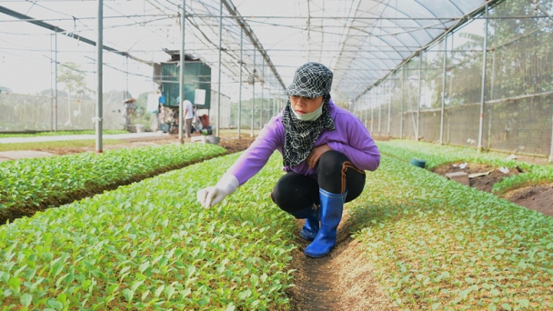 Khắc phục việc thiếu mã số thuế cho HTX nông nghiệp