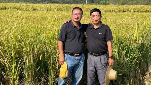 Nông dân Trung Quốc hy vọng vào giống lúa trồng một lần, thu hoạch nhiều năm