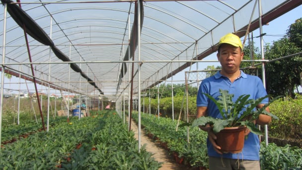 Hoa đồng tiền trồng chậu hút khách chơi Tết