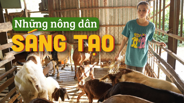 Cô gái nhỏ và đàn bò, dê khủng