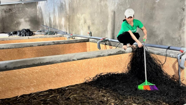 Hiệu quả nuôi lươn trong bể không bùn