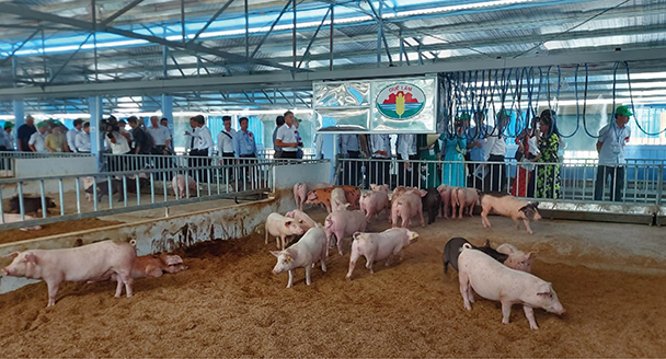 Tận dụng tốt chất thải chăn nuôi, có thể thay thế 70% lượng phân hóa học