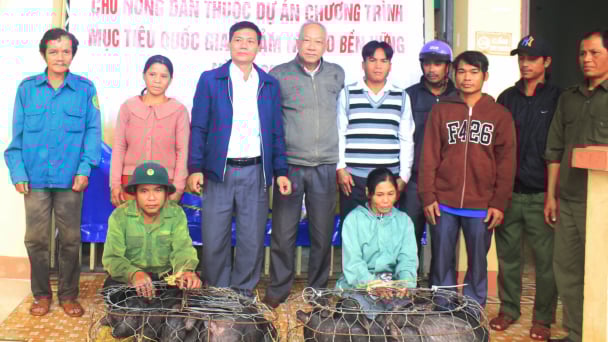 Hỗ trợ 140 heo giống Kiềng Sắt cho bà con dân tộc Kor