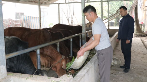 Đáng mừng công tác phòng chống đói, rét cho gia súc của bà con vùng núi