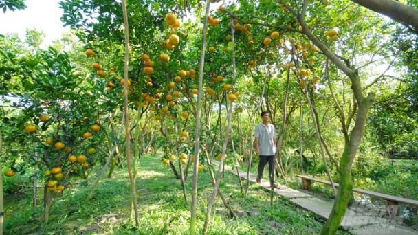Quýt hồng không phụ tình đất, tình người Lai Vung