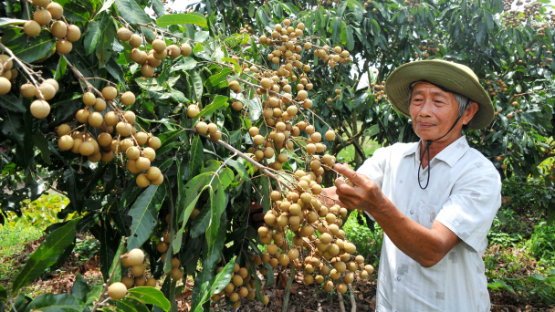 HTX trồng nhãn ở Cần Thơ lãi 200 - 400 triệu/ha/năm