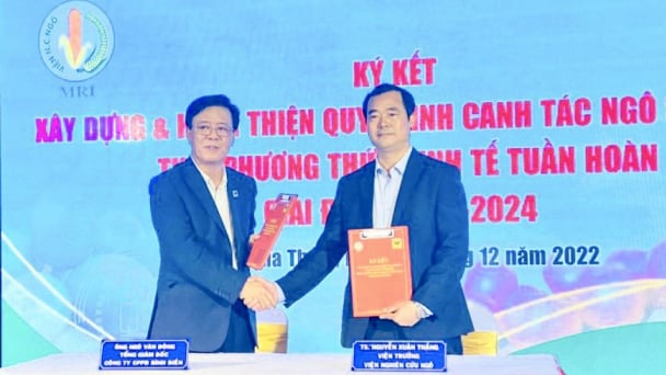 Xây dựng và hoàn thiện quy trình canh tác ngô sinh khối tuần hoàn