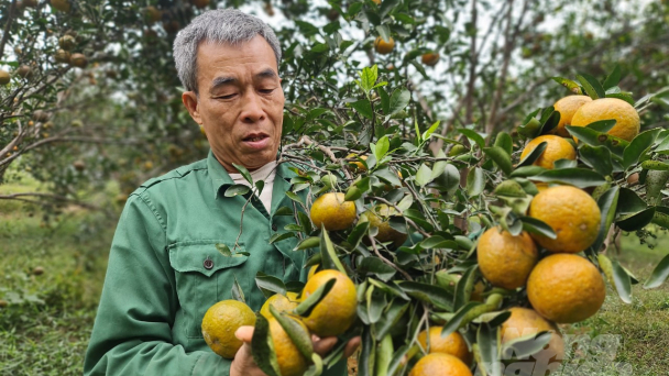 Mùa cam chín Hàm Yên, tiền rủng rỉnh