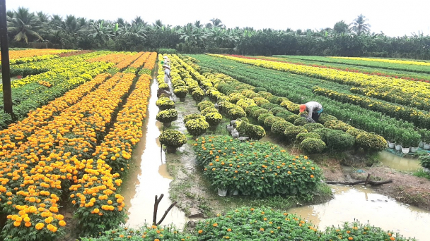Nhiều cơn mưa trái mùa, người trồng hoa Tết gặp khó