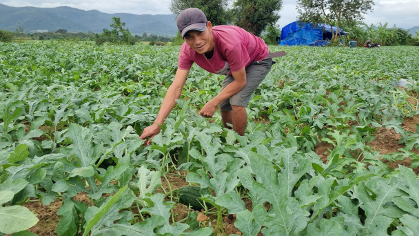 Phận trồng dưa xa xứ