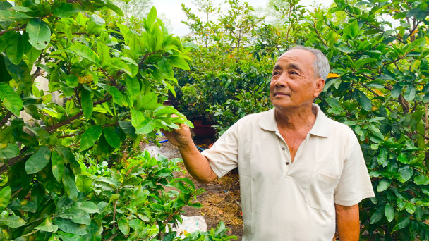 Làng mai tiền tỷ của các cụ già, bán một lần, sống sung túc cả năm