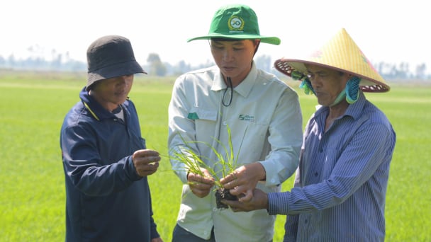 Khuyến nông cộng đồng hướng tới khuyến nông dịch vụ