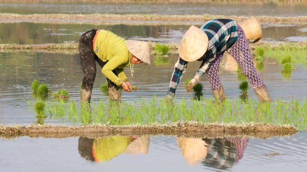 Tính toán đầu vụ xuân cho Nghệ An