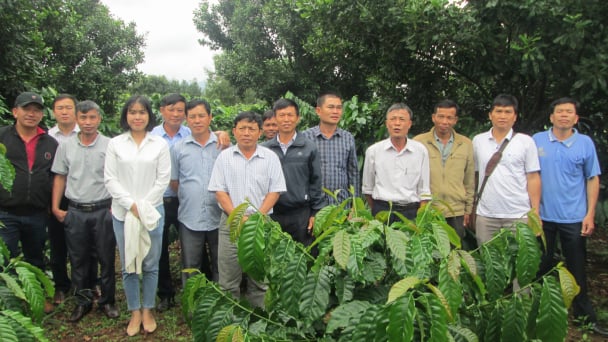 Mắc ca tạo chỗ đứng trên đất Sơn La