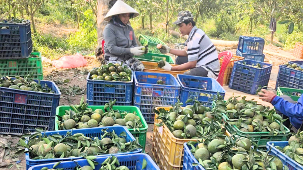 Cam sành rớt giá và bài học sản xuất theo trào lưu