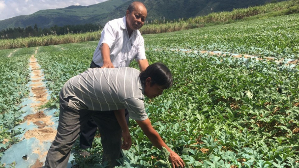 Trồng dưa hấu hướng hữu cơ, truy xuất nguồn gốc để vươn thị trường lớn