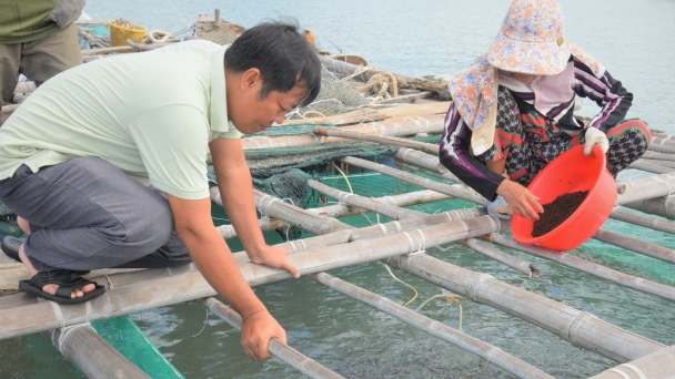 Kiên Giang: Hải sản lồng bè chết số lượng lớn