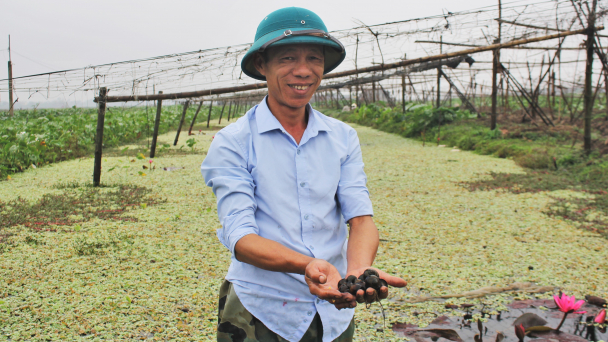 Chuyển đổi đất lúa kém hiệu quả, chuyện cũ nhưng giá trị mới