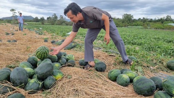 Thị trường Trung Quốc hút hàng, giá dưa hấu tăng cao vút