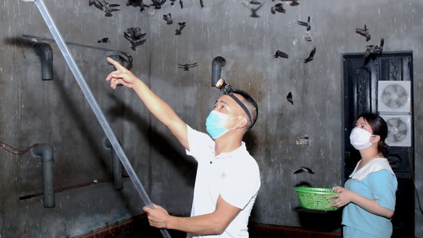 Cần siết chặt quản lý việc sử dụng âm thanh dẫn dụ chim yến