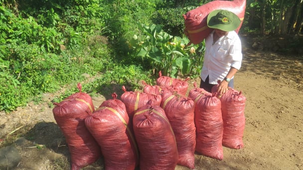 Khuyến cáo nông dân không nên đổ xô bán phân bò