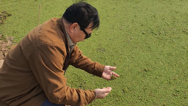 Bèo hoa dâu có thể tham gia thị trường tín chỉ các bon