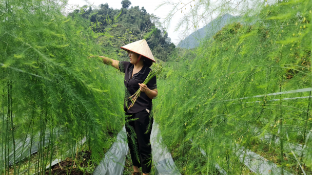 Trồng măng tây, thu tiền triệu mỗi ngày