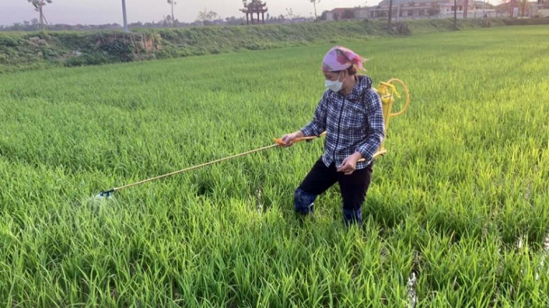 Nghệ An: Bệnh đạo ôn rình rập bùng phát
