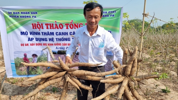 Nông dân Tây Nguyên 'săn đón' giống sắn HN3, HN5