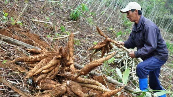 Nghệ An: Cần bước đi 'chậm nhưng chắc' cho cây sắn
