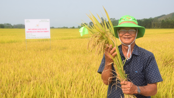 Nông dân vùng đất khó 'làm chơi, ăn thật' nhờ giống lúa TBR97