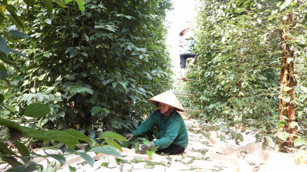 Tìm lại hào quang cho 'vàng đen'