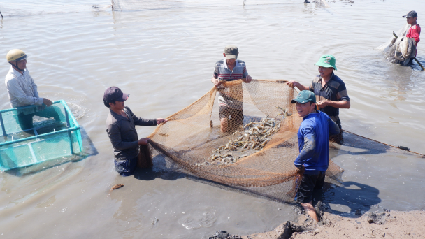 Bến Tre: Sôi nổi kinh tế hợp tác ở Thạnh Phú