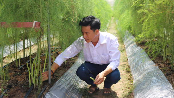 Đưa măng tây xanh đánh thức đồng hoang