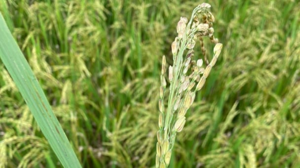 Trời nồm ẩm kéo dài, nơm nớp bệnh đạo ôn cổ bông